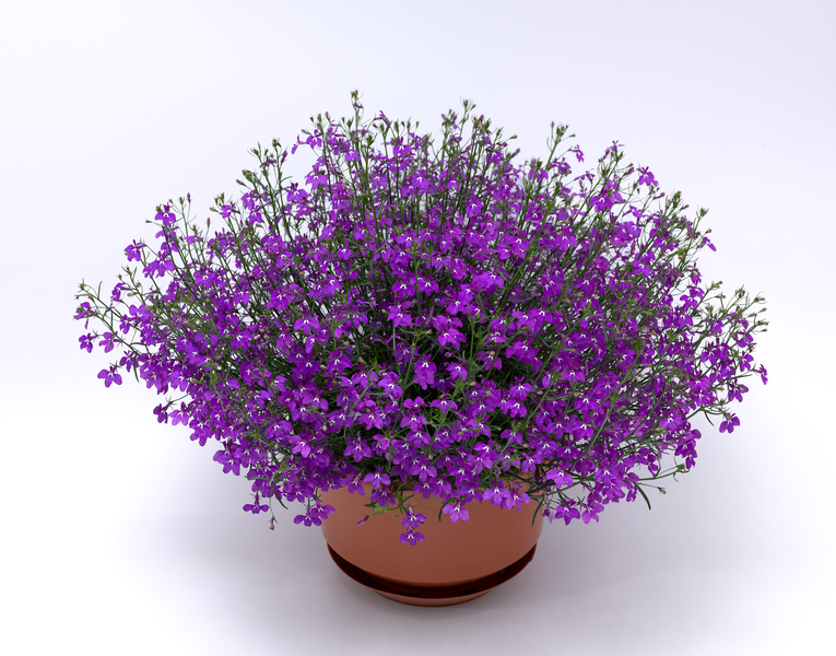 Lobelia erinus - Techno® Violet 