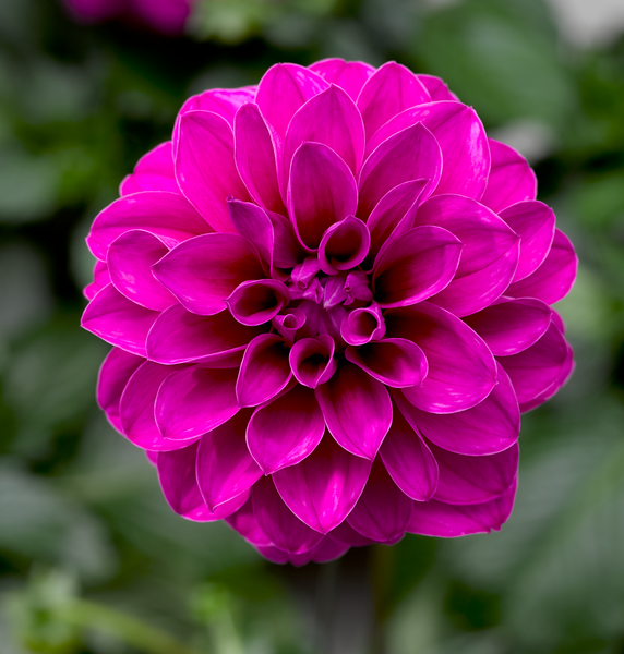 Dahlia x hybrida - Jiřinka Grandalia Dark  Rose