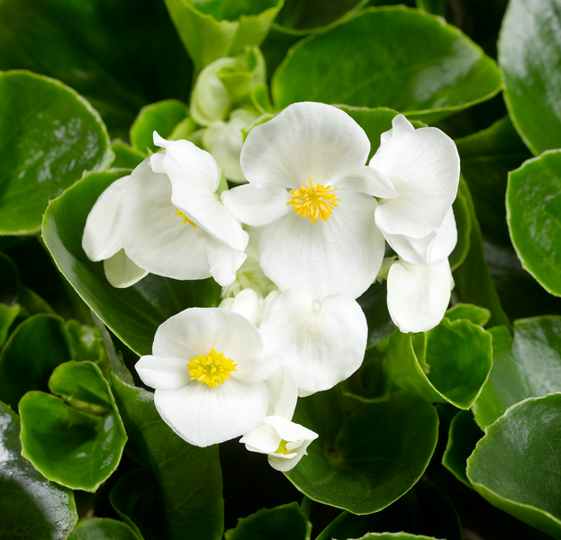 Begonia semperflorens - Topspin White 