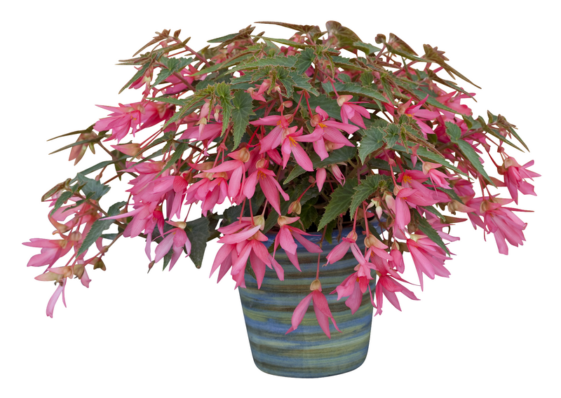 Begonia boliviensis - Bossa Nova Rose Begonia boliviensis - Bossa Nova Rose