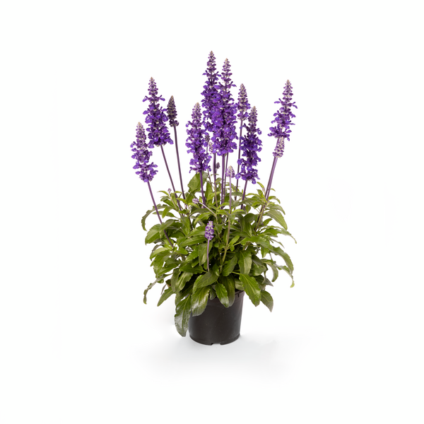 Salvia farinacea - Velocity Blue 