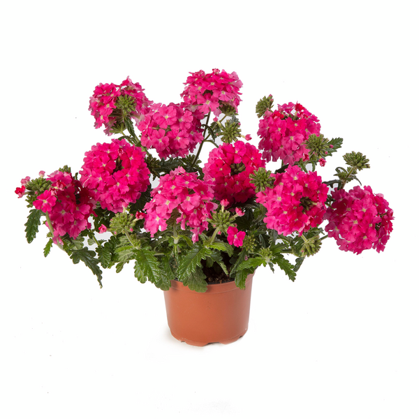 Verbena hybrida - Lanai® Deep PInk Imp. Verbena hybrida - Lanai® Deep PInk Imp.
