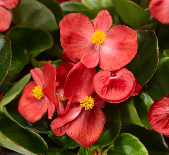 Begonia semperflorens - Topspin Red 