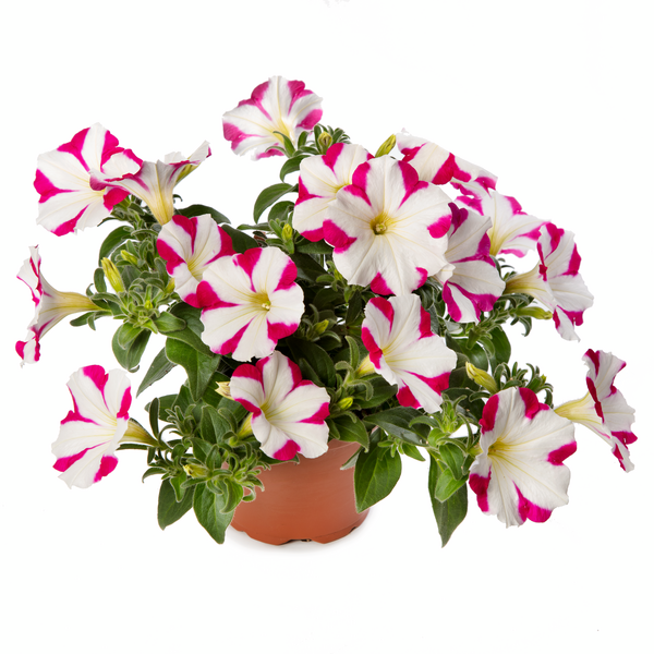 Petunia hybrida - Sanguna® Star Pink 