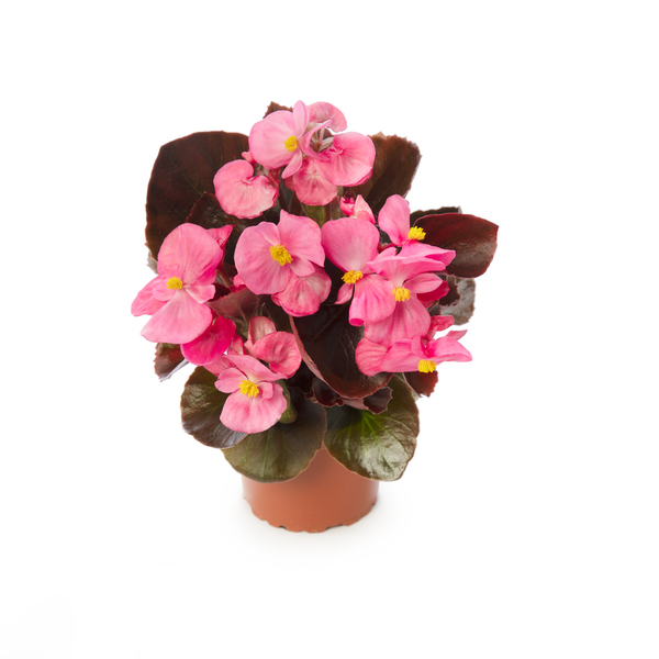 Begonia semperflorens - Ascot Bronze Pink Begonia semperflorens - Ascot Bronze Pink