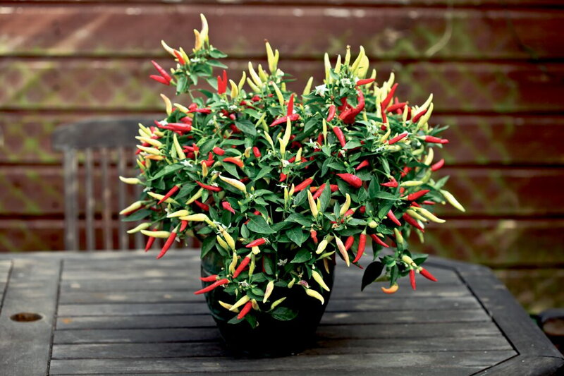 Chilli Paprička Okrasná `Basket of Fire` Chilli Paprička Okrasná `Basket of Fire`