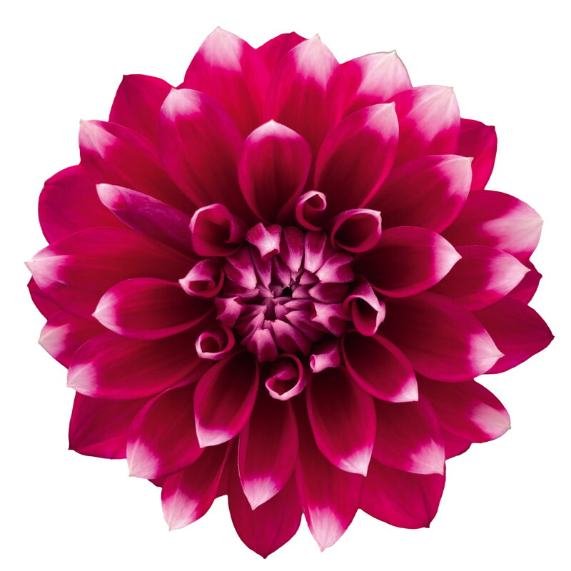 Dahlia x hybrida - Jiřinka Dalaya® Garden Desna 
