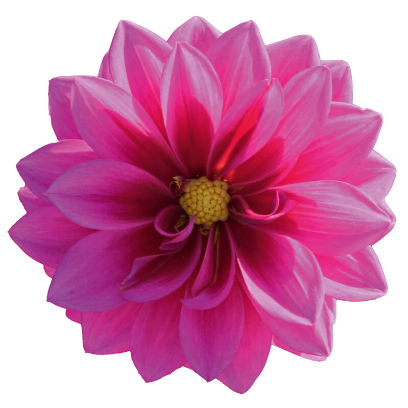  Dahlia x hybrida - Jiřinka Dalaya® Garden Kailua 