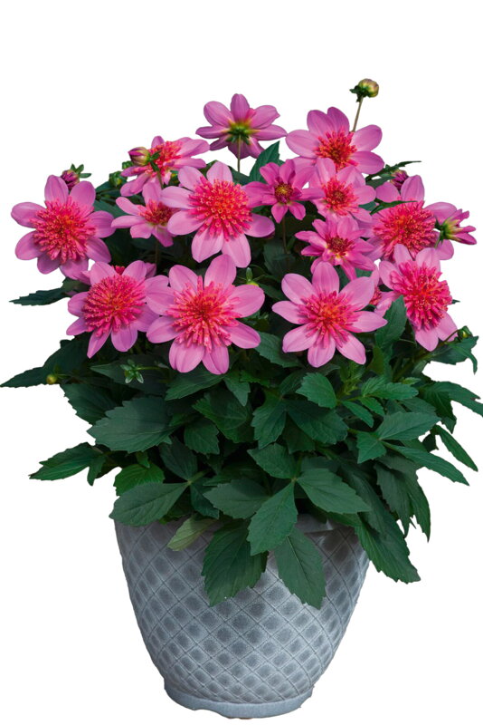  Dahlia x hybrida - Jiřinka Maxi Pink Starburst 