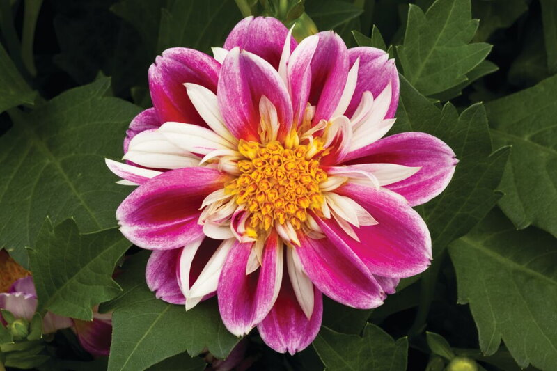 Dahlia x hybrida - Jiřinka Goldalia Rose