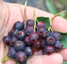 Muchovní Saska Blue Muchovní Saska Blue