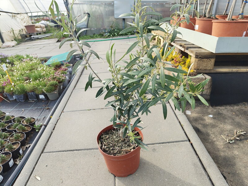 Olivovník evropský