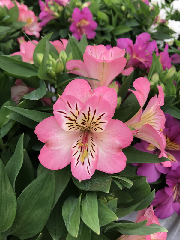 Alstroemeria x hybrida - Inticancha® Sunshine