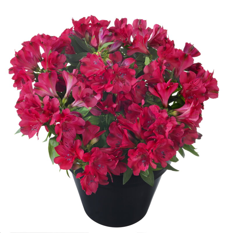Alstroemeria x hybrida - Inticancha® Valletta