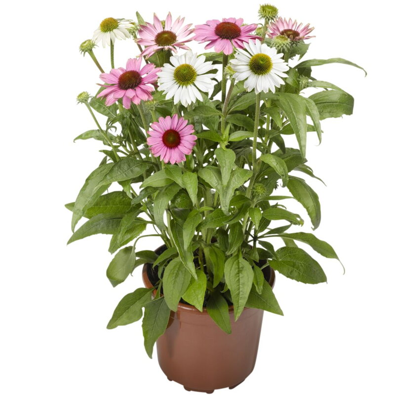 Třapatkovka nachová `Prairie Splendor Cream Crush`