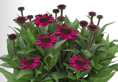 Třapatkovka nachová - Meditation Pink 