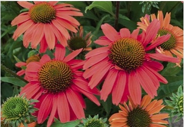 Třapatkovka nachová `Sensual Coral`