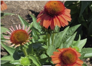 Třapatkovka nachová `Meditation Orange`