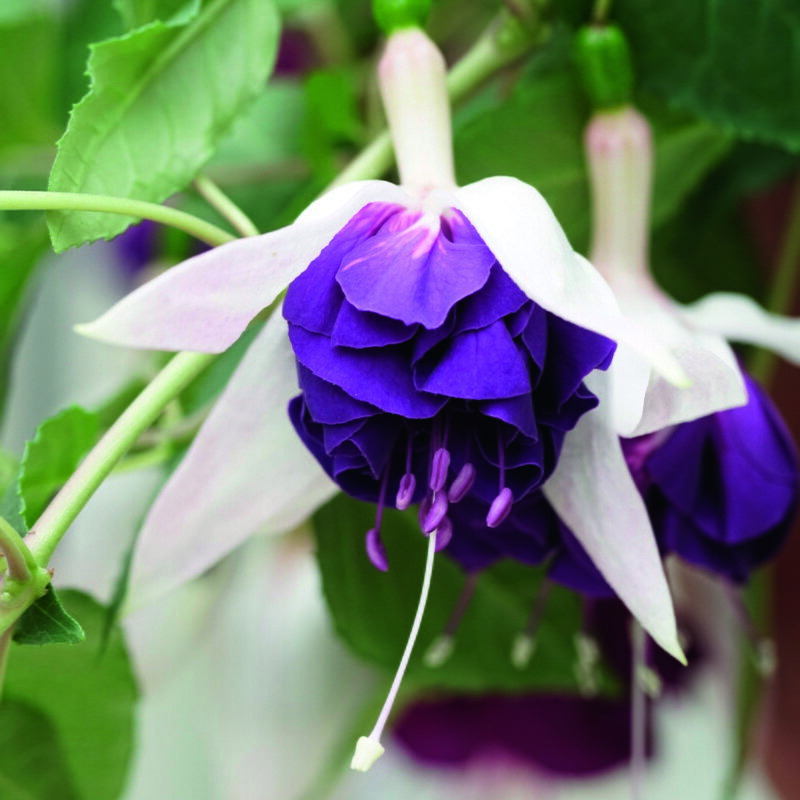 Fuchsia cultivars - Marbeller™ Double White-Purple