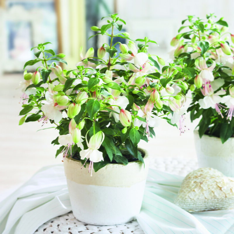 Fuchsia cultivars - Polar 