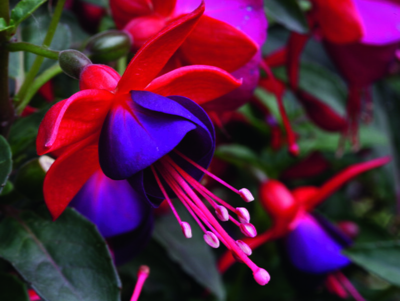 Fuchsia cultivars - Jollies® Nantes
