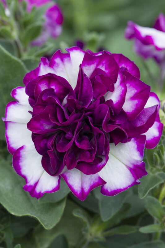 Petunia x atkinsiana - Tumbelina® Compact Nicola