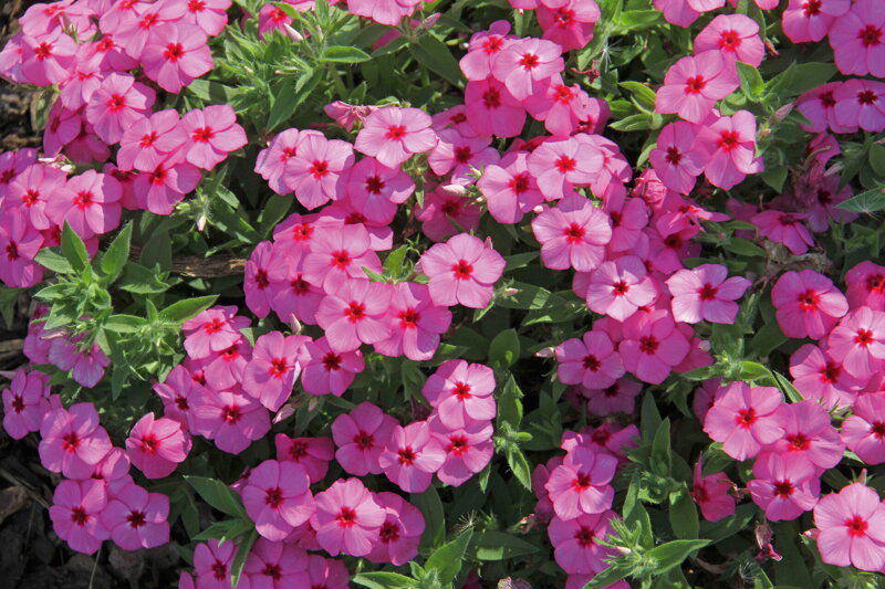Phlox cultivars sel® - Gisele® Pink