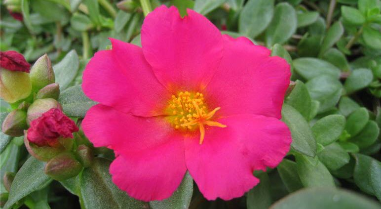 Portulaca oleracea sel® - PortoGrande® Magenta Star ´25