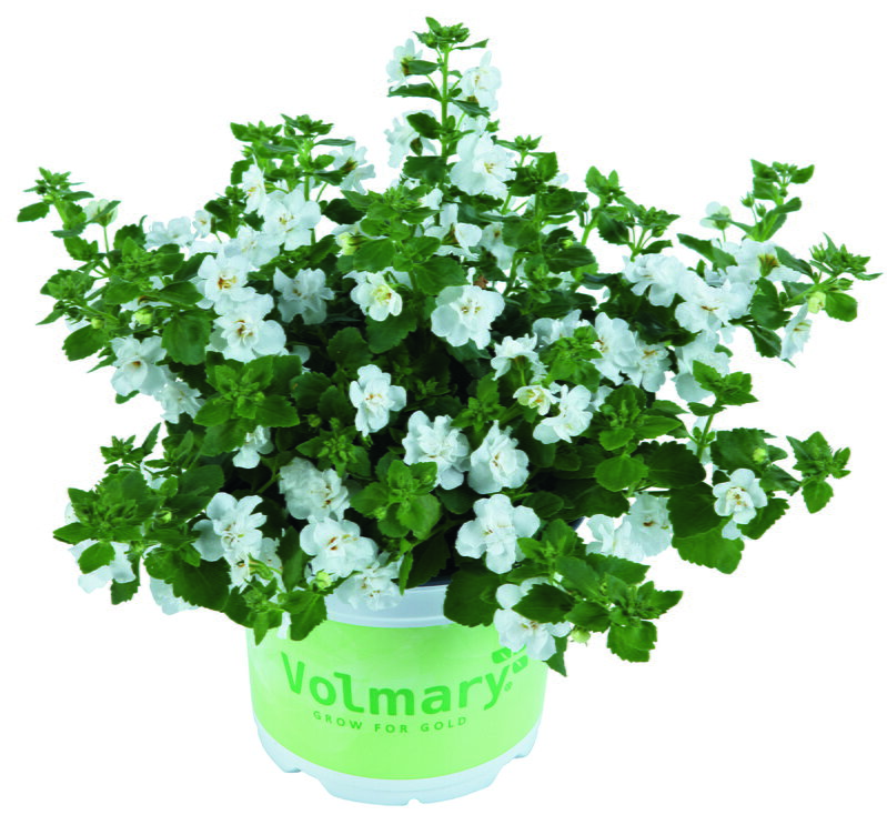 Sutera diffusus - Baristo® Double White