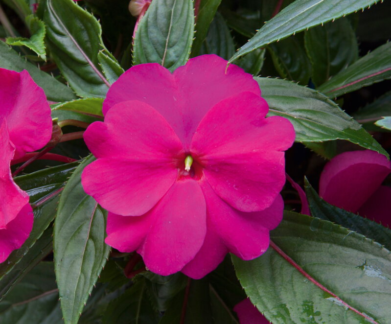 Impatiens New Quinea - Mattina Purple Blue 