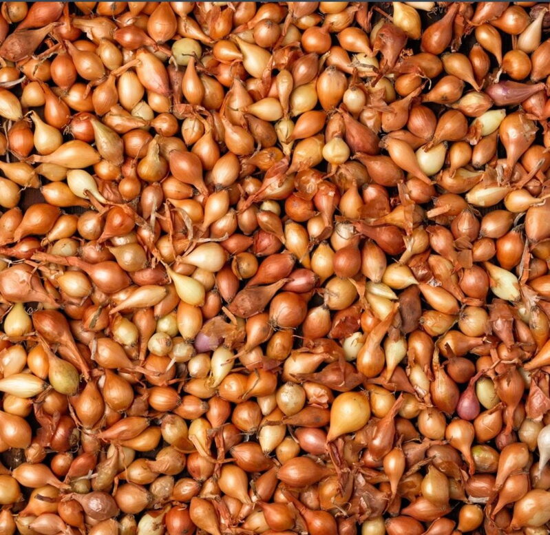 Cibule sazečka - Všetana volná 100g