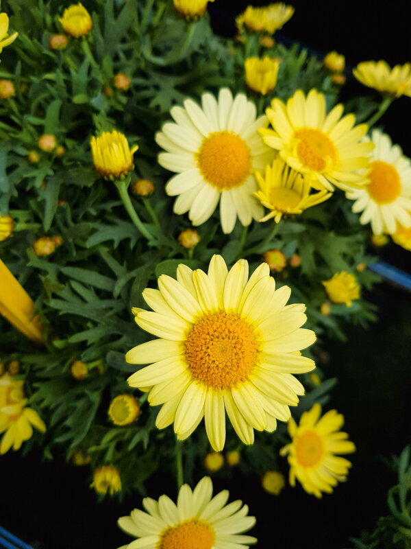Argyranthemum cultivars - LaRita® Yellow 