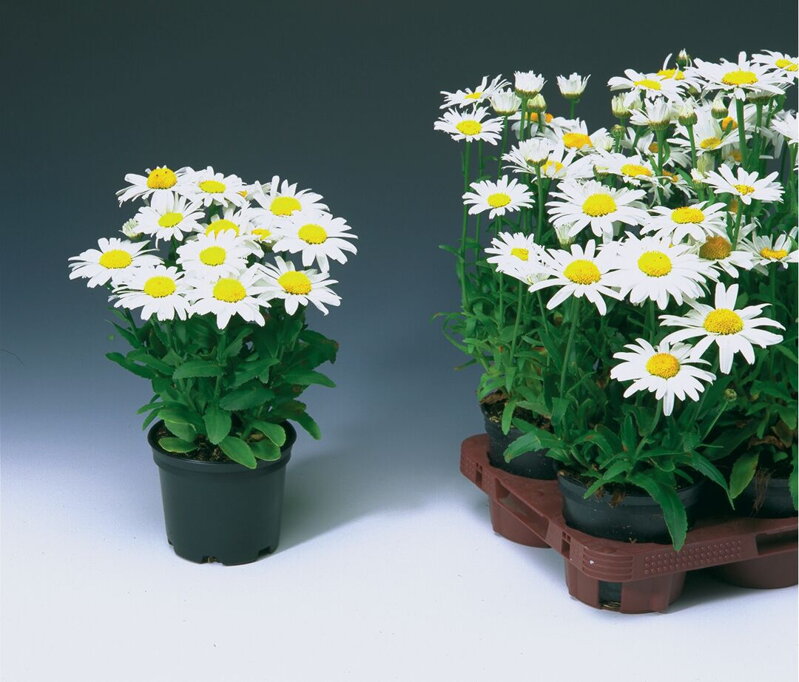 Kopretina největší 'Snow lady'