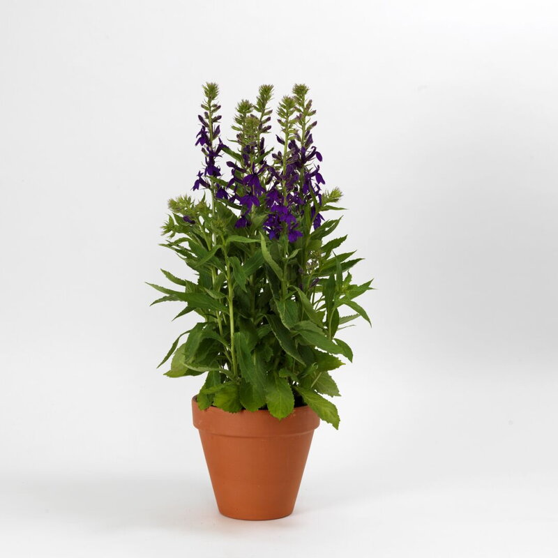 Lobelka nádherná - `Starship blue`