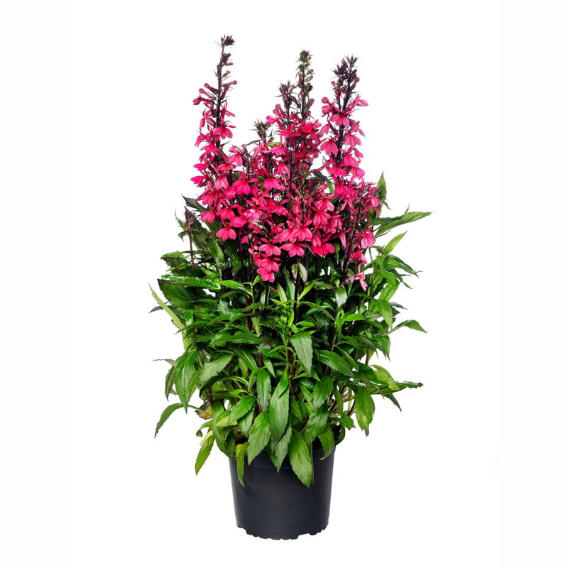 Lobelka nádherná - `Starship Deep Rose`