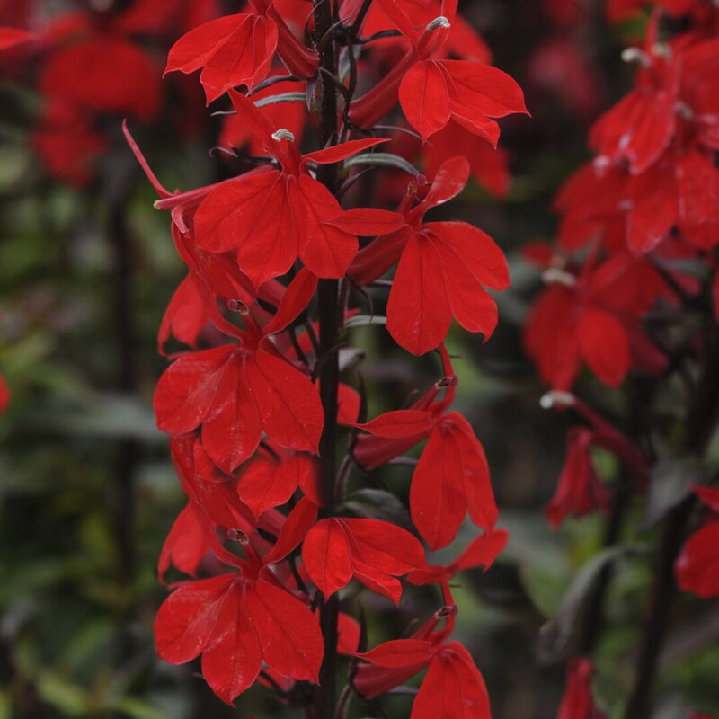 Lobelka nádherná - `Starship Scarlet`