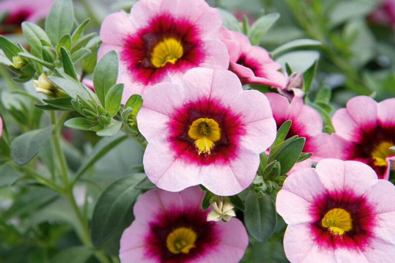 Calibrachoa Hybrida - MiniFamous® Neo Pink Dark Eye 