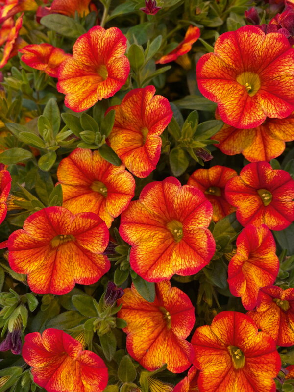 Calibrachoa Hybrida - MiniFamous® Uno Bakari® 