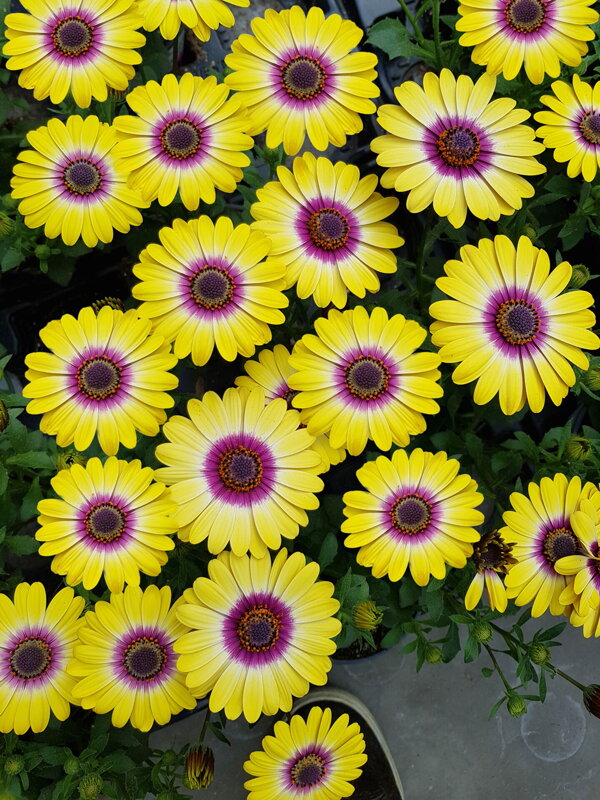 Osteospermum ecklonis - FlowerPower® Tropic Sun 