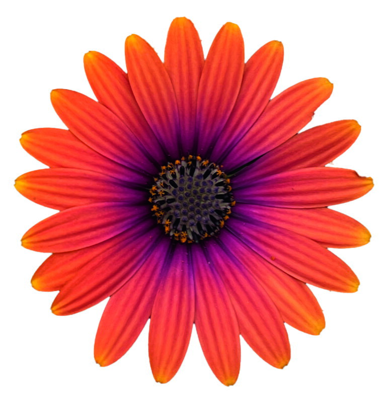 Osteospermum ecklonis - FlowerPower® Purple Sun Improved 