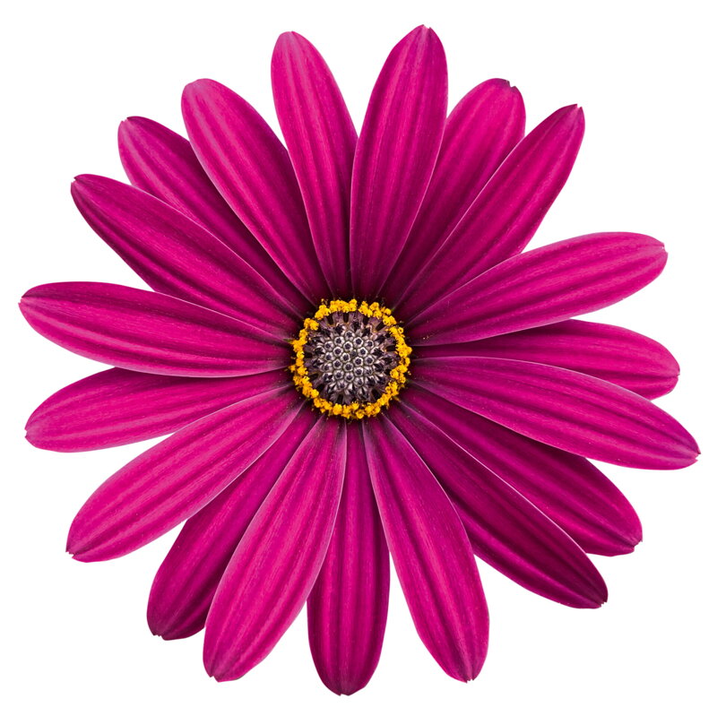 Osteospermum ecklonis - Type Purple 