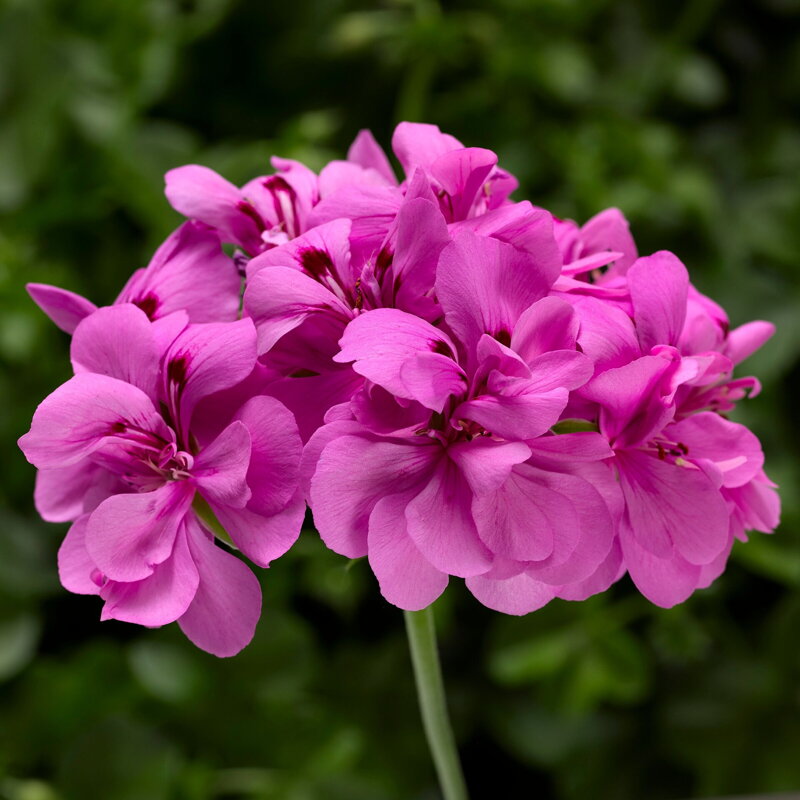 Převislý muškát - Temprano Deep Lavender Převislý muškát - Temprano Deep Lavender