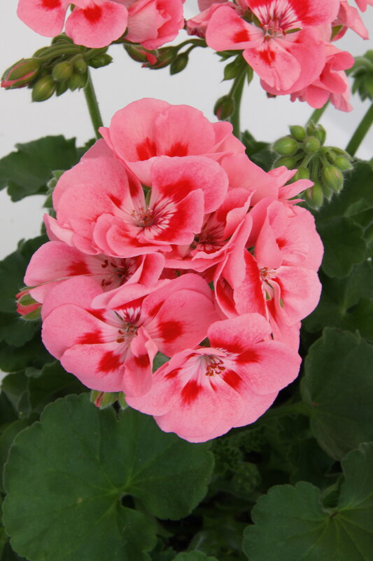 Vzpřímený muškát - Sunrise®  Graziella 