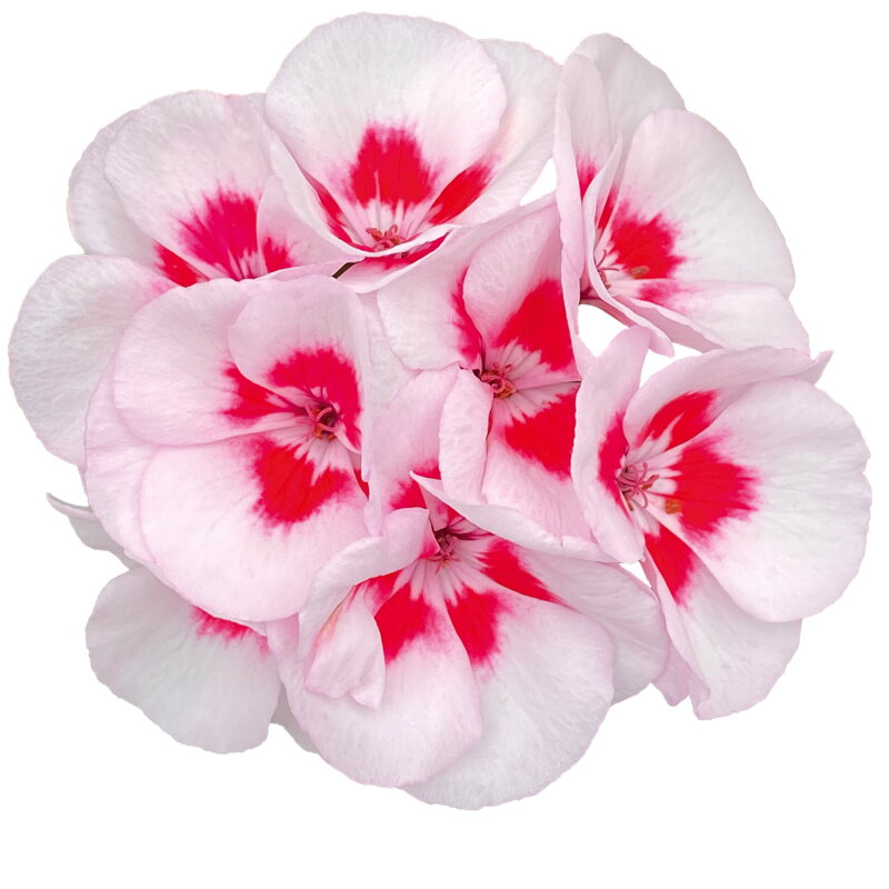 Muškát interspecifický - ®Talia 