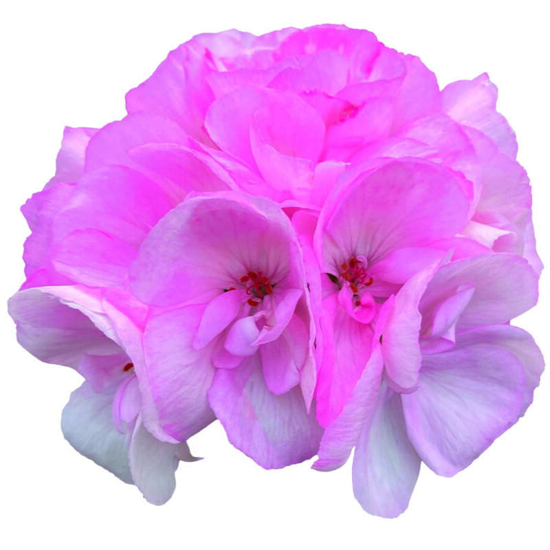 Vzpřímený muškát - Sunrise® Holly 25 