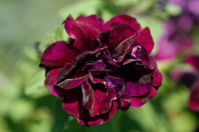Petunia cultivars sel® - SweetSunshine® Burgundy