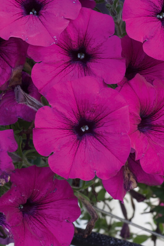 Petunia cultivars sel® AlpeTunia® - Dark Purple 