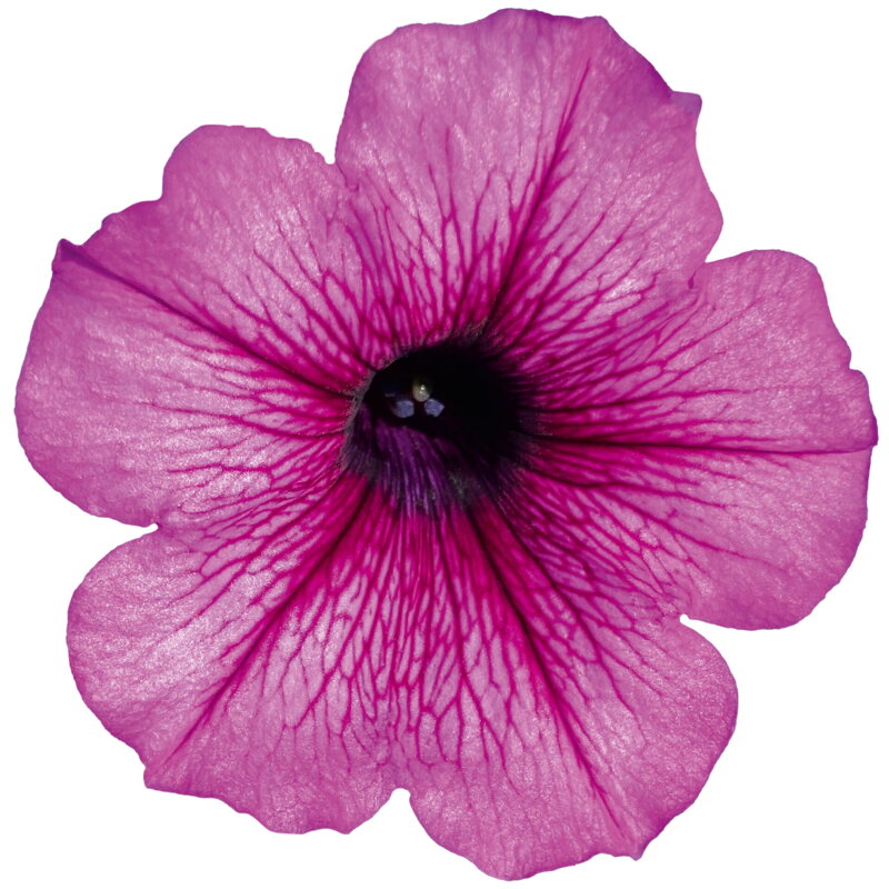 Petunia cultivars sel® AlpeTunia® - Blueberry '25