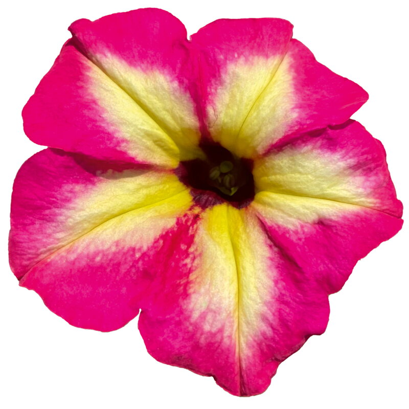 Petunia cultivars sel® AlpeTunia® - Magenta Yellow Star