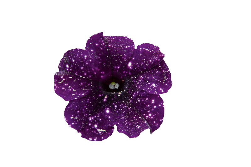 Petunia cultivars - Bonnie Mystery Sky 